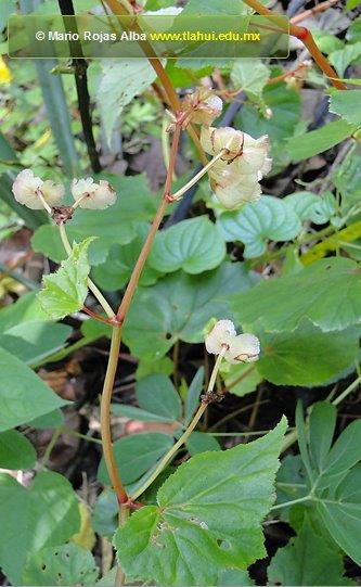 B. ‘Gracilis Alba’